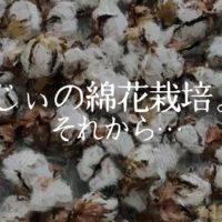 じぃの綿花栽培。それから…