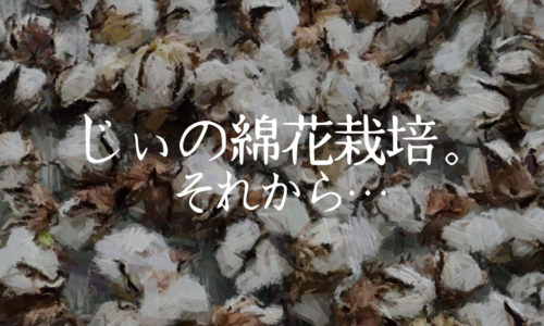 じぃの綿花栽培。それから…